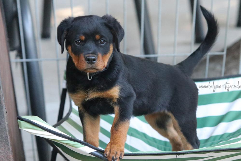 Belgian Tigers VDH BSD FCI ADRK Rottweiler und Malinoiszucht