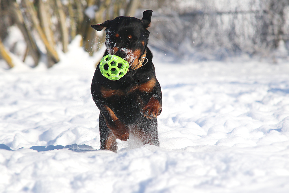 Belgian Tigers VDH BSD FCI ADRK Rottweiler und Malinoiszucht Lini