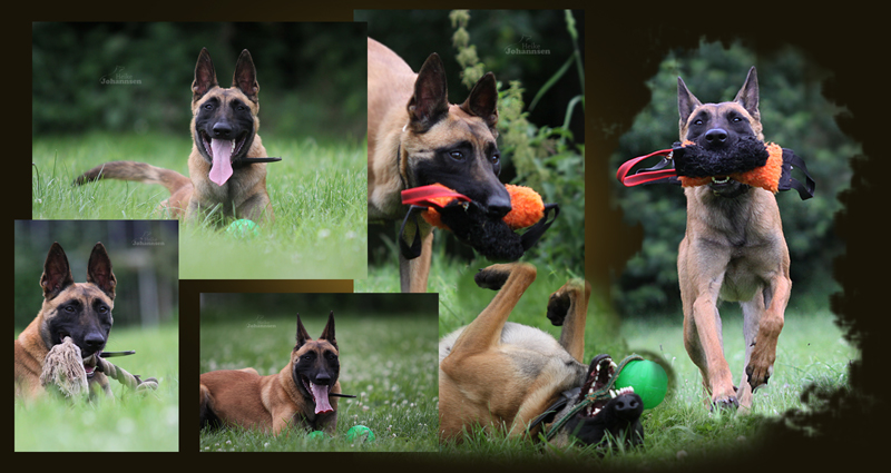 Belgian Tigers VDH BSD FCI ADRK Rottweiler und Malinoiszucht BT