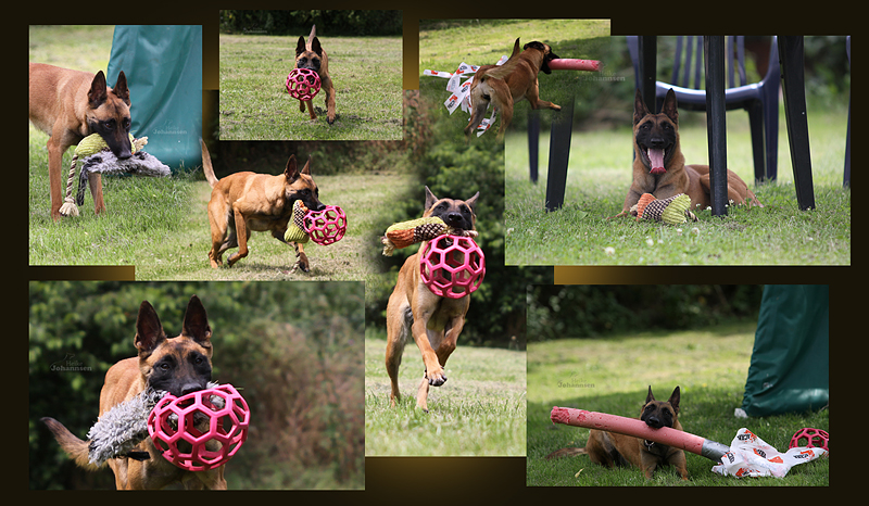 Belgian Tigers VDH BSD FCI ADRK Rottweiler und Malinoiszucht BT