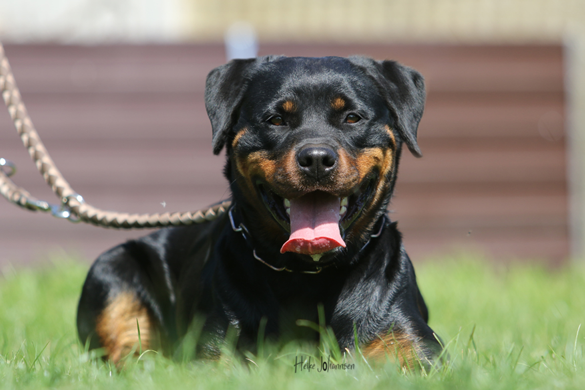 Belgian Tigers VDH - BSD - FCI - ADRK Rottweiler und Malinoiszucht ...