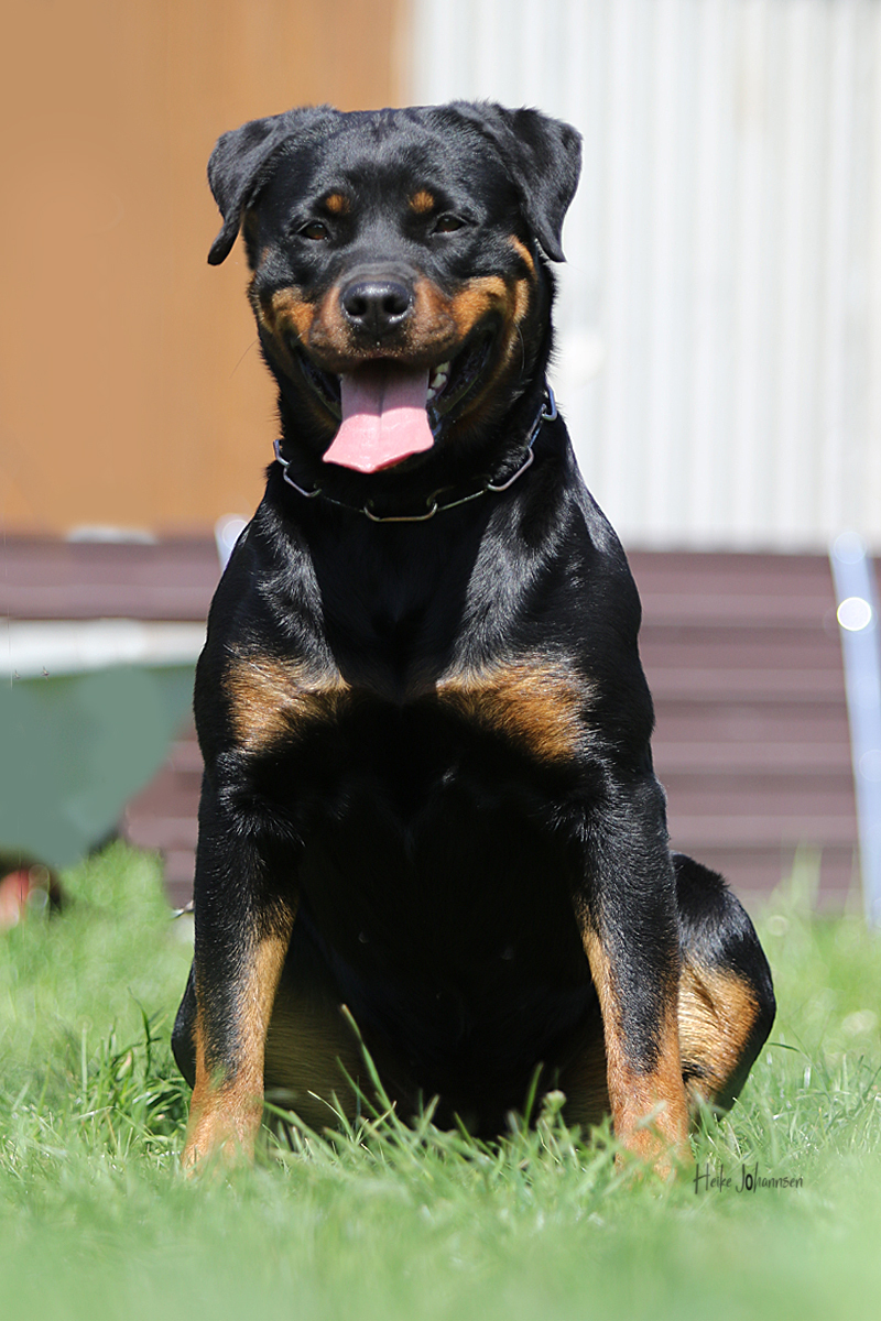 Belgian Tigers VDH - BSD - FCI - ADRK Rottweiler und Malinoiszucht ...