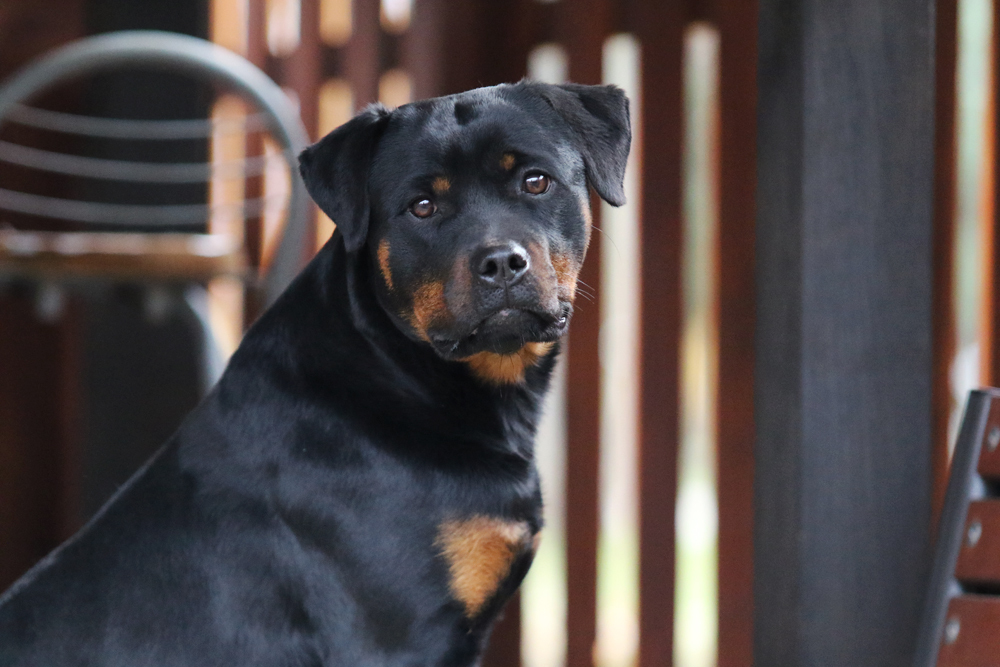 N M Rotti Rottweiler Zucht in Sachsen Anhalt - Die F*Tiger im neuen Zuhause